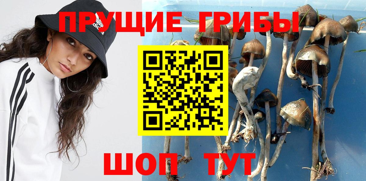 где купить наркотик  Вход с VPN  Клинцы  Псилоцибиновые грибы мицелий  Галлюциногенные грибы прущие грибы 